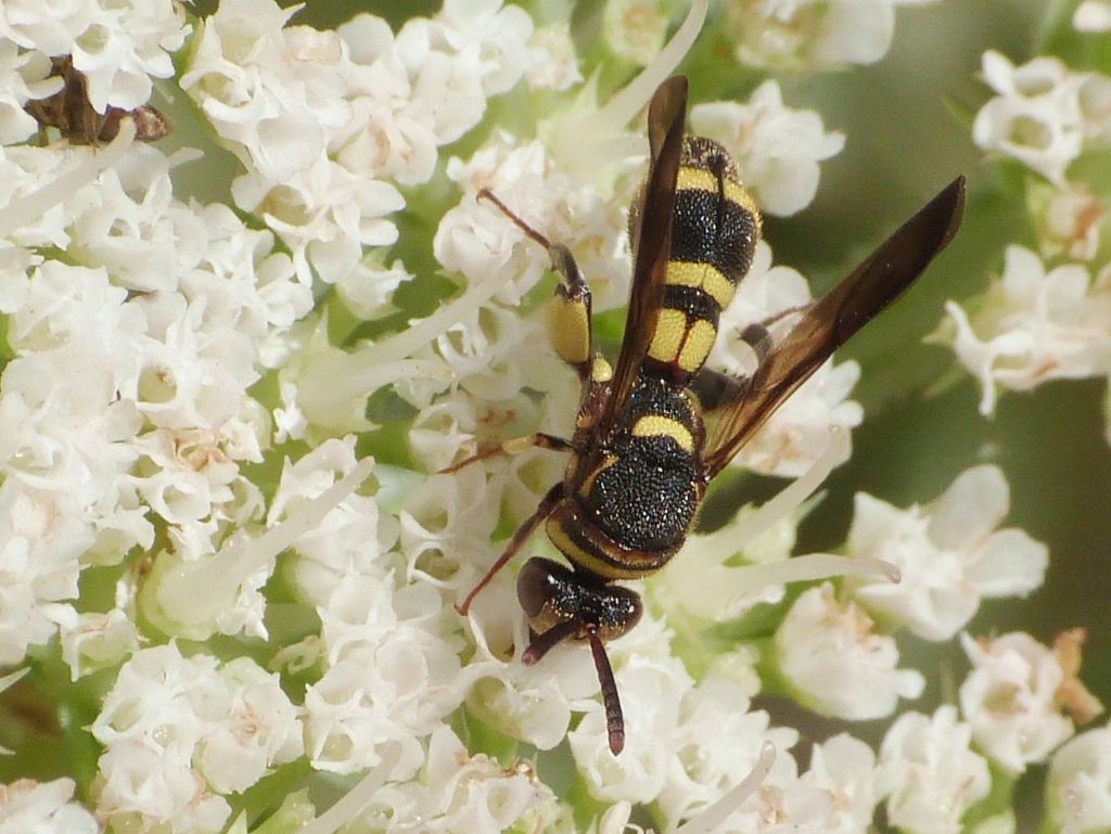 Leucospidae: Leucospis sp. in corteggiamento: Leucospis brevicauda